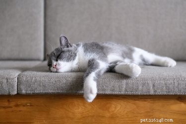 Understanding Cat Sleep: Why Cats Sleep So Much and How Much Is Normal