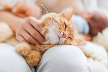 Why Cats Lick Their Owners While Being Petted – The Science Explained