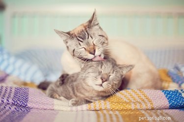 Why Cats Lick Their Owners While Being Petted – The Science Explained