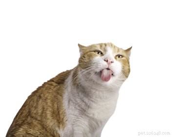 Why Cats Lick Their Owners While Being Petted – The Science Explained