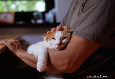 Why Your Cat Prefers Your Boyfriend: Insights into Feline Attachment