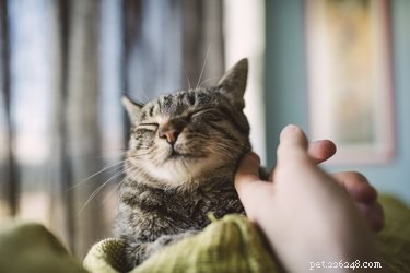 Why Your Cat Prefers Your Boyfriend: Insights into Feline Attachment