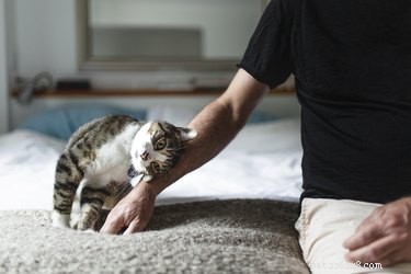 Why Your Cat Prefers Your Boyfriend: Insights into Feline Attachment