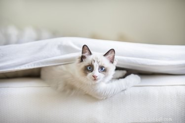 Why Does My Cat Attack Me When I Go to Bed? Understanding Nocturnal Behavior