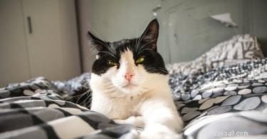 Why Does My Cat Attack Me When I Go to Bed? Understanding Nocturnal Behavior
