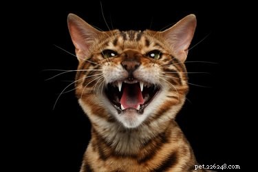 How to Respond When a Cat Bites You: Immediate Steps and Care