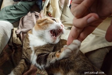 How to Respond When a Cat Bites You: Immediate Steps and Care