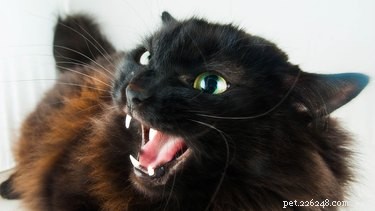 How to Respond When a Cat Bites You: Immediate Steps and Care