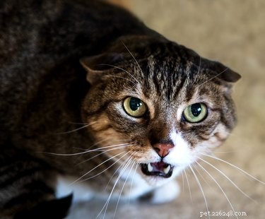 How to Respond When a Cat Bites You: Immediate Steps and Care