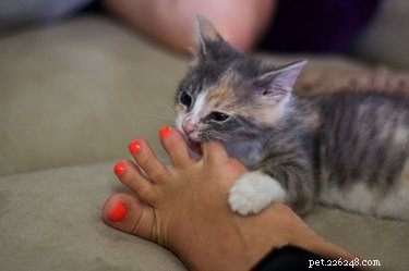 Why Do Cats Bite When You Sing? Understanding Your Cat’s Reaction