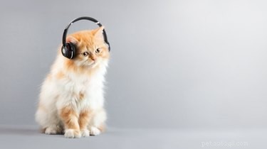 Why Do Cats Bite When You Sing? Understanding Your Cat’s Reaction