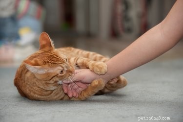 Why Do Cats Bite When You Sing? Understanding Your Cat’s Reaction