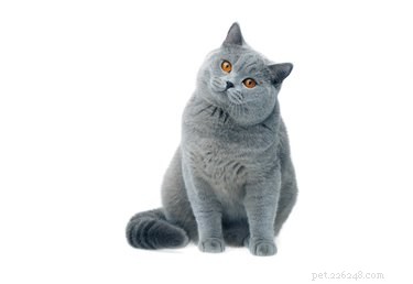 Why Do Cats Bite When You Sing? Understanding Your Cat’s Reaction