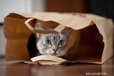 Understanding and Reducing Your Cat s Fear: Signs, Causes, and Solutions