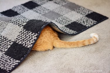 Understanding and Reducing Your Cat s Fear: Signs, Causes, and Solutions