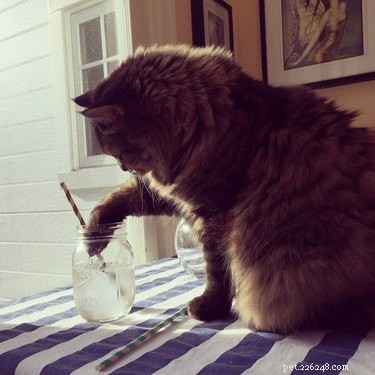 What Drives Cats to Knock Items Off Tables?