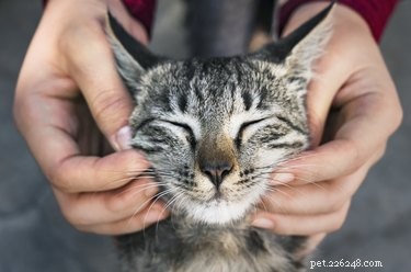 Why Does My Cat Drool When I Pet Her? Causes & Solutions