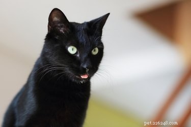 Why Does My Cat Drool When I Pet Her? Causes & Solutions