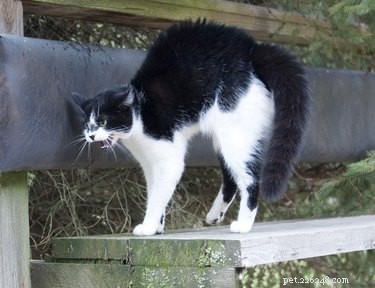 Why Do Cats Arch Their Back? Insights into Fear, Play, and Health