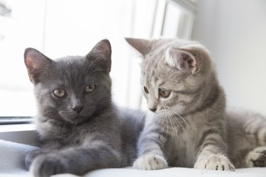 How Other Cats’ Moods Affect Your Feline Companion