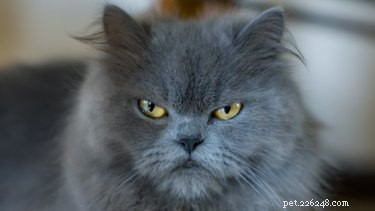 5 Common Habits That Drive Your Cat Mad (and What to Do About It)