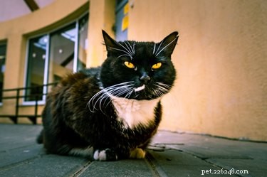 5 Common Habits That Drive Your Cat Mad (and What to Do About It)