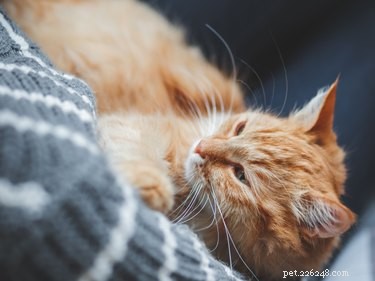 Why Your Cat Loves to Cuddle After Meals: The Science Behind the Post-Feast Snuggle
