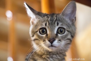 10 Reliable Indicators Your Cat Is Experiencing Stress