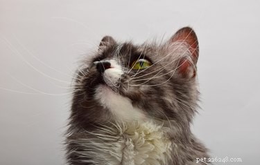10 Reliable Indicators Your Cat Is Experiencing Stress