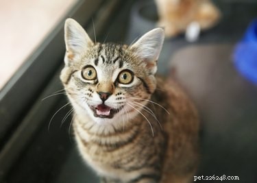 Understanding Trilling in Cats: Significance & How to Respond