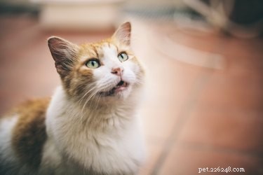 Understanding Trilling in Cats: Significance & How to Respond