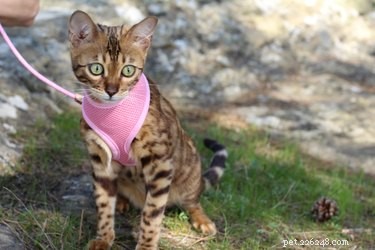 Emergency Cat Restraint Guide: Safely Secure Your Feline