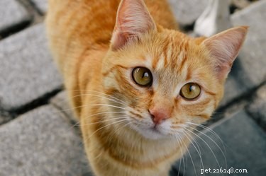 Emergency Cat Restraint Guide: Safely Secure Your Feline