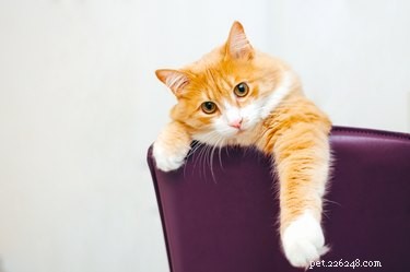 Understanding Pica in Cats: Causes, Symptoms, and Treatment