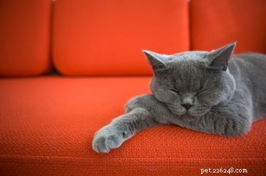Understanding Pica in Cats: Causes, Symptoms, and Treatment