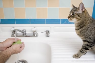 Why Cats Eat Soap: Causes, Risks, and How to Protect Your Pet