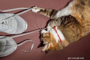 Why Cats Eat Soap: Causes, Risks, and How to Protect Your Pet