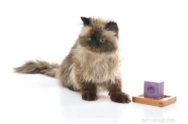 Why Cats Eat Soap: Causes, Risks, and How to Protect Your Pet
