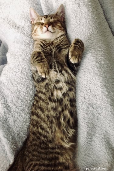 Why Cats Show Their Belly but Get Aggressive When You Touch It