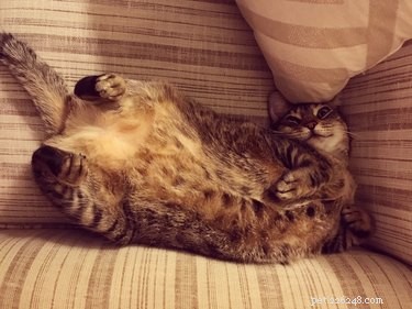 Why Cats Show Their Belly but Get Aggressive When You Touch It