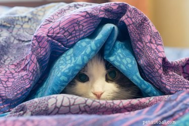 Understanding Why Cats Suck on Blankets: Causes and Solutions