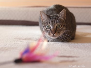 The Science Behind Cat Pouncing: Instinct, Play, and Evolution