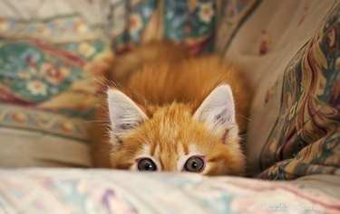 The Science Behind Cat Pouncing: Instinct, Play, and Evolution