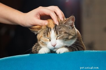 Do Cats Enjoy Being Pet? Find Out How to Earn Their Love