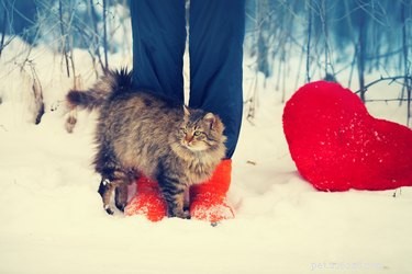 Why Cats Love Tail Base Petting: The Science Behind Their Feline Affection