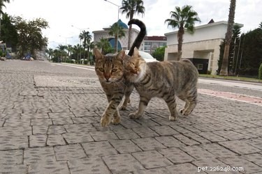 Why Cats Love Tail Base Petting: The Science Behind Their Feline Affection