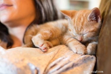 Why Cats Sit on You: Understanding Their Comfort and Trust