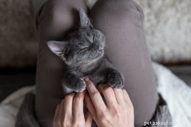 Why Cats Sit on You: Understanding Their Comfort and Trust