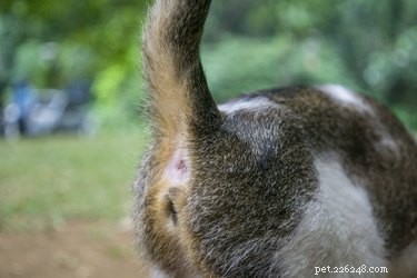 Understanding Why Cats Touch Their Rears to Your Face