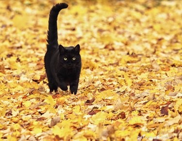 Understanding Why Cats Touch Their Rears to Your Face